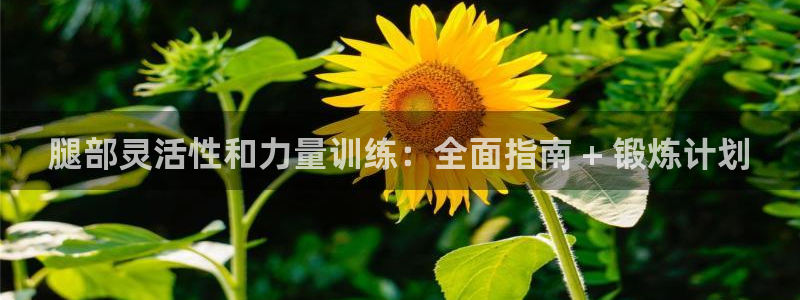 尊龙公司：腿部灵活性和力量训练：全面指南 + 锻炼计划
